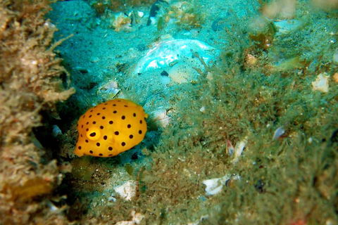 Wave Break Island Scuba Diving On The Gold Coast - Restaurant Guide 3