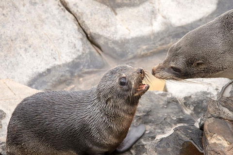 Kangaroo Island Luxury Small Group 'Flinders Chase Focus' Full Day Tour - Restaurant Guide 2