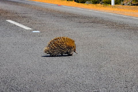 Kangaroo Island Luxury Small Group 'Flinders Chase Focus' Full Day Tour - Restaurant Guide 3