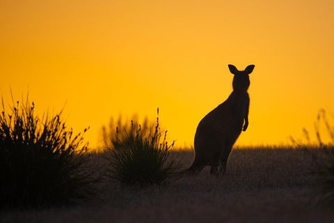 Kangaroo Island Luxury Small Group 'Flinders Chase Focus' Full Day Tour - Restaurant Guide 5