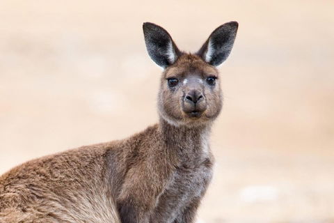 Kangaroo Island Luxury Small Group 'East End Explorer' Full Day Tour - Restaurant Guide 1