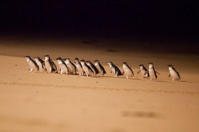 Phillip Island Penguin Parade Express Tour from Melbourne