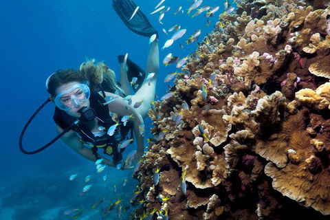 Great Barrier Reef Diving And Snorkeling Cruise From Cairns - Restaurant Guide 1
