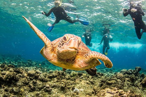 Great Barrier Reef Diving And Snorkeling Cruise From Cairns - Restaurant Guide 3