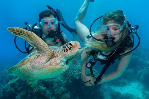 Great Barrier Reef Diving And Snorkeling Cruise From Cairns - Restaurant Guide 4