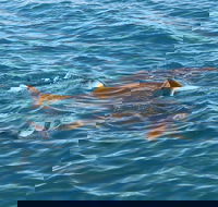 Roebuck Bay Snubfin Dolphin Cruise - Restaurant Guide