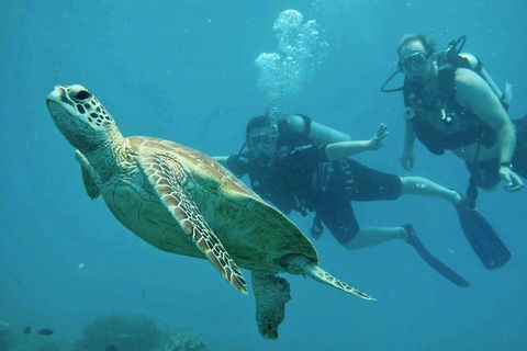 Ocean Freedom Great Barrier Reef Personal Luxury Snorkel & Dive Cruise, Cairns - Restaurant Guide 4