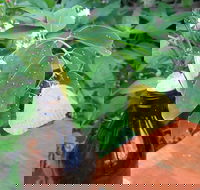 Australian Butterfly Sanctuary- Virtual Interactive Tour With Private Guide - Restaurant Guide