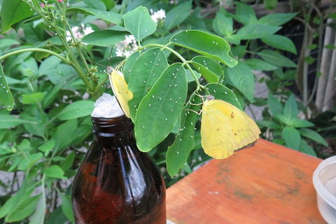 Australian Butterfly Sanctuary- Virtual Interactive Tour With Private Guide - Restaurant Guide 0