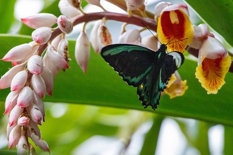 Australian Butterfly Sanctuary- Virtual Interactive Tour With Private Guide - Restaurant Guide 2