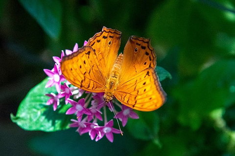 Australian Butterfly Sanctuary- Virtual Interactive Tour With Private Guide - Restaurant Guide 3
