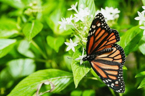 Australian Butterfly Sanctuary- Virtual Interactive Tour With Private Guide - Restaurant Guide 4