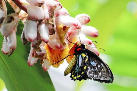 Australian Butterfly Sanctuary- Virtual Interactive Tour With Private Guide - Restaurant Guide 5