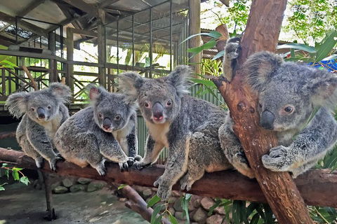 Best Of Kuranda Including Skyrail, Kuranda Scenic Railway And Rainforestation - Restaurant Guide 4