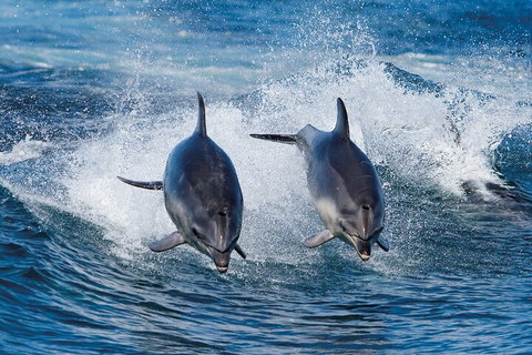 3-Hour Bruny Island Cruise From Adventure Bay, Bruny Island - Restaurant Guide 3