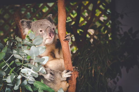 Small-Group Blue Mountains Day Trip From Sydney With Wildlife Park - Restaurant Guide 2