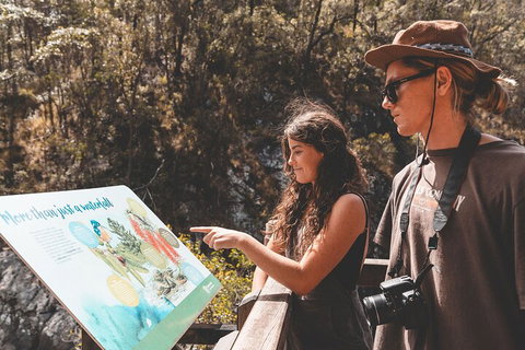 Springbrook AndTamborine Rainforest Tour Incl Natural Bridge And Glow Worm Cave - Restaurant Guide 0