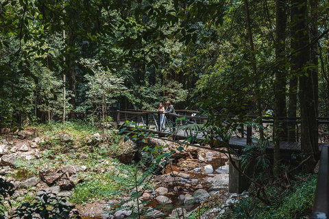 Springbrook AndTamborine Rainforest Tour Incl Natural Bridge And Glow Worm Cave - Restaurant Guide 3