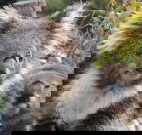 Kuranda Koala Gardens and Birdworld Admission Tickets - Restaurant Guide