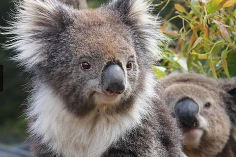 Kuranda Koala Gardens General Entry Ticket - Restaurant Guide 1