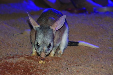 Kuranda Koala Gardens General Entry Ticket - Restaurant Guide 3