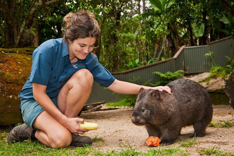 Kuranda Koala Gardens General Entry Ticket - Restaurant Guide 4