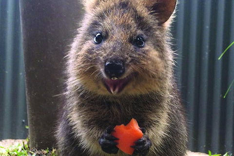 Kuranda Koala Gardens General Entry Ticket - Restaurant Guide 5