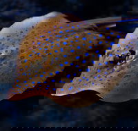 Cairns Aquarium Tour by Twilight with Drink and Appetiser - Restaurant Guide