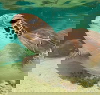 Cairns Aquarium Marine Life Encounter Ticket with 2-Course Lunch - Restaurant Guide