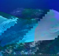Cairns Aquarium Family Ticket - Restaurant Guide