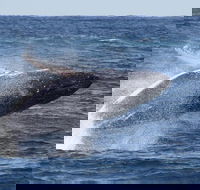 Whale Watching by Sea World Cruises - Restaurant Guide
