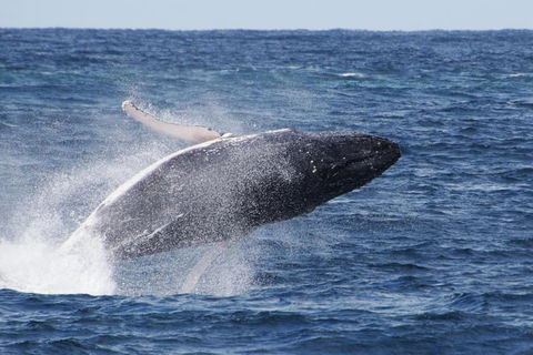 Whale Watching By Sea World Cruises - Restaurant Guide 0