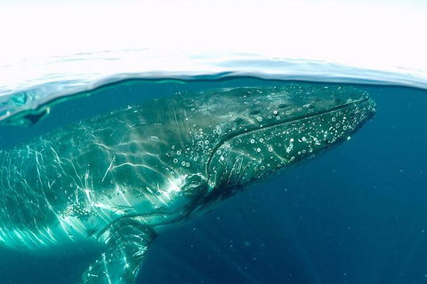 Whale Watching By Sea World Cruises - Restaurant Guide 2