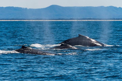 Whale Watching By Sea World Cruises - Restaurant Guide 4