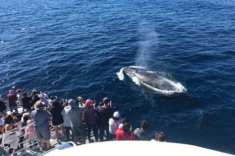 Whale Watching By Sea World Cruises - Restaurant Guide 5