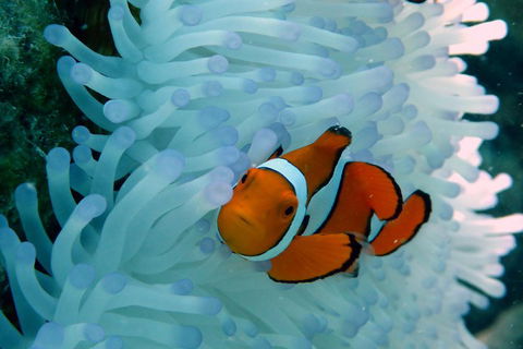 Seastar Luxury Outer Great Barrier Reef Island And Reef Tour From Cairns - Restaurant Guide 0
