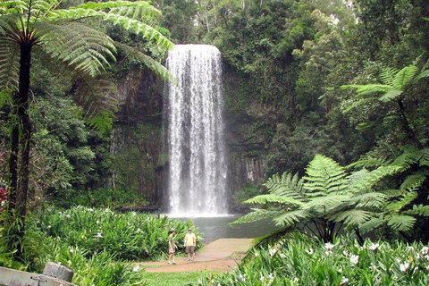Private Daintree And Cape Tribulation Tour From Port Douglas - Restaurant Guide 0