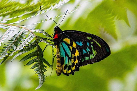 Private Daintree And Cape Tribulation Tour From Port Douglas - Restaurant Guide 2