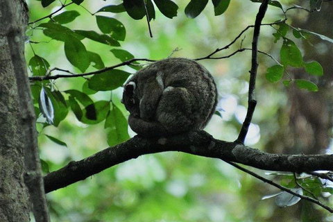 Private Daintree And Cape Tribulation Tour From Port Douglas - Restaurant Guide 5