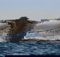 Sydney Whale-Watching Cruise Including Lunch or Breakfast - Restaurant Guide