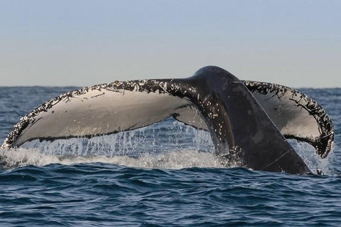 Sydney Whale-Watching Cruise Including Lunch Or Breakfast - Restaurant Guide 0