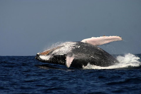 Sydney Whale-Watching Cruise Including Lunch Or Breakfast - Restaurant Guide 1