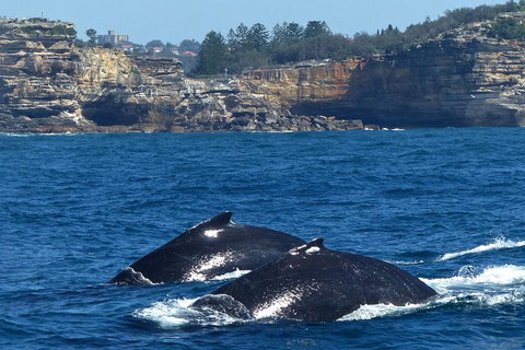 Sydney Whale-Watching Cruise Including Lunch Or Breakfast - Restaurant Guide 2