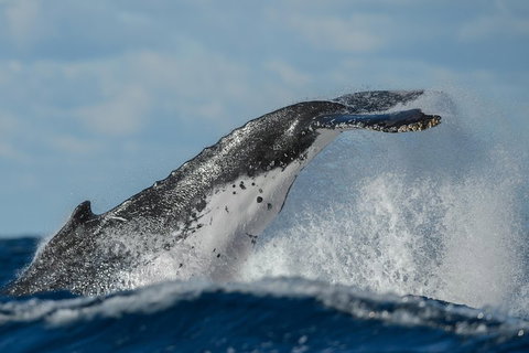 Sydney Whale-Watching Cruise Including Lunch Or Breakfast - Restaurant Guide 4