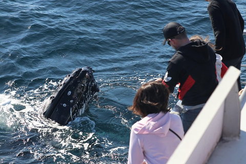 Sydney Whale-Watching Cruise Including Lunch Or Breakfast - Restaurant Guide 5