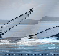 Hervey Bay Whale Watching Cruise - Restaurant Guide