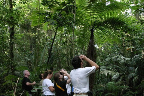 Atherton Tablelands Rain Forest By Night From Cairns - Restaurant Guide 3