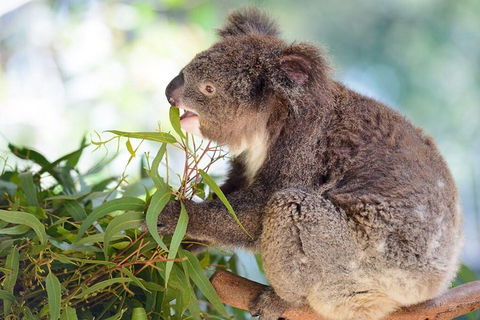 Blue Mountains Private Tour With Kangaroos & Koala Encounter - Restaurant Guide 0