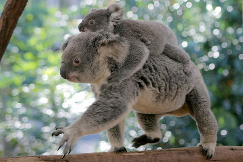 Lone Pine Koala Sanctuary Admission With Brisbane River Cruise - Restaurant Guide 0