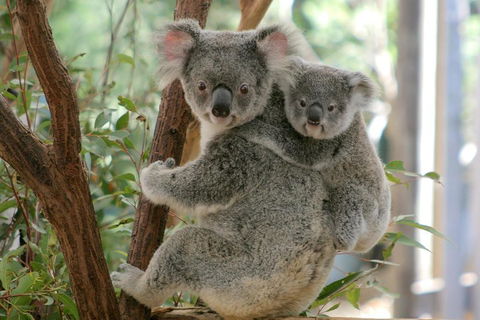 Lone Pine Koala Sanctuary Admission With Brisbane River Cruise - Restaurant Guide 3